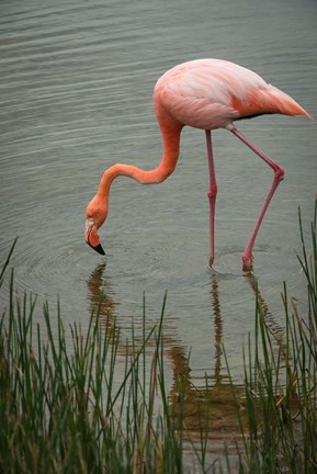 Framed Greater Flamingo, Punta Moreno Isabela Island Galapagos Islands, Ecuador Print