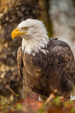 Framed Alaska, Chilkat Bald Eagle Preserve Bald Eagle On Ground Print