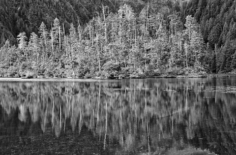 Framed Alaska, Inside Passage, Reflecting Trees Print
