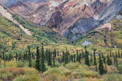 Framed Alaska, Fall Foliage, Sheep Mountain Print