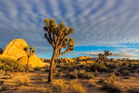 Framed Joshua Tree National Park, California Print