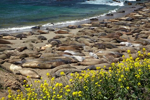 Framed Northern Elephant Seals Sun Bathing In Cali Print