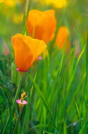 Framed California Golden Poppies Print