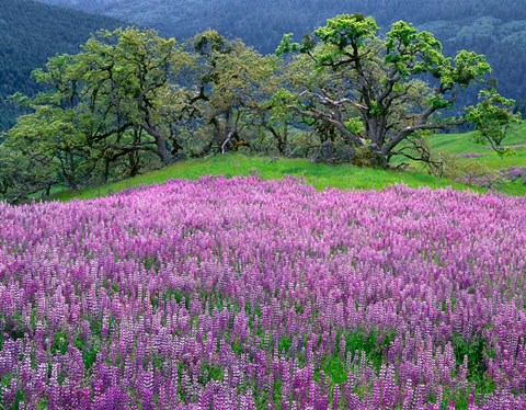 Framed Lupine Meadow In The Spring Among Oak Trees Print