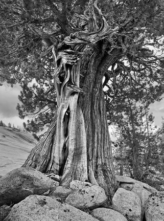 Framed California, High Sierra Juniper Tree (BW) Print