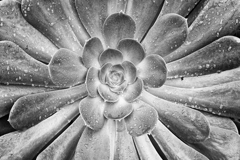 Framed California, Del Mar Succulents After Rain (BW) Print
