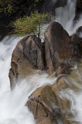 Framed Lone Tree With Waterfall At Cascade Creek Falls Print