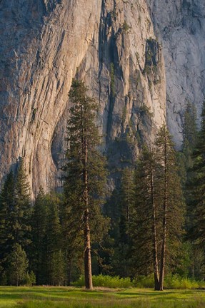 Framed Ponderosa Pines With The Middle Cathedral Spire Print