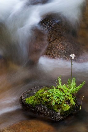 Framed Flowering Fern With A Rushing Stream Print