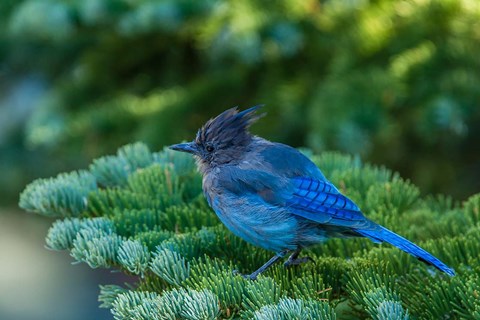 Framed Steller&#39;s Jay Perched On A Fir Bough Print