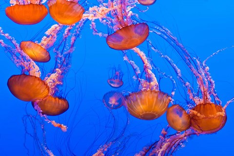 Framed Sea Nettles Dancing At The Monterey Bay Aquarium Print