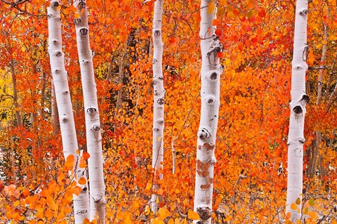 Framed Bright Autumn Aspens Along Bishop Creek Print