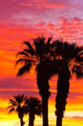 Framed Silhouetted Palms At Sunrise Print