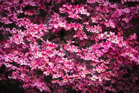 Framed Pink Dogwood, California Print
