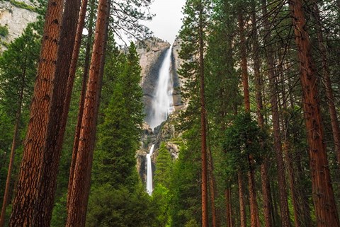 Framed Yosemite Falls Through A Forest Print