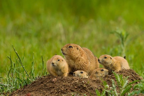 Framed Prairie Dog Family On A Den Mound Print