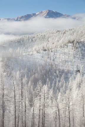 Framed Hoarfrost Coats The Trees Of Pike National Forest Print