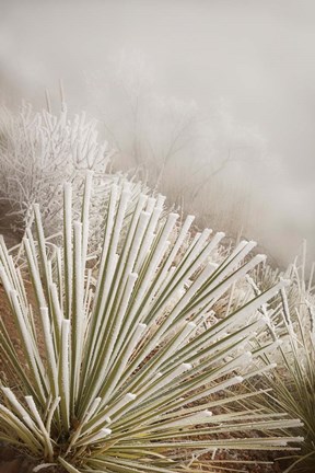 Framed Soapweed Yucca Covered In Hoarfrost Print