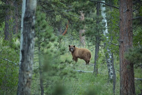 Framed Cinnamon Phase Black Bear In A Forest Print