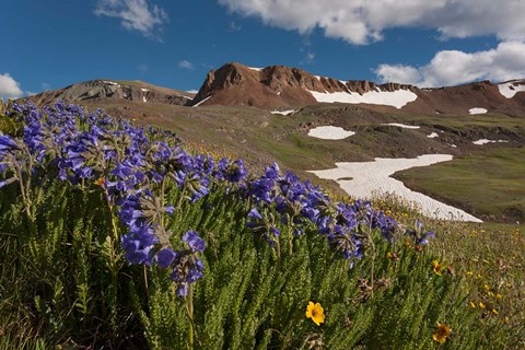 Framed Wildflowers On Cinnamon Pass Print