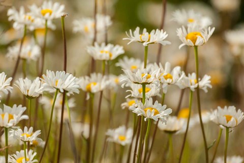 Framed Oxeye Daisies, Colorado Print