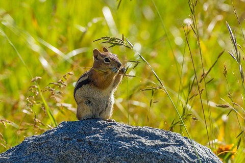 Framed Golden-Mantled Ground Squirrel Eating Grass Seeds Print