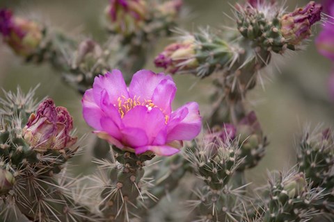 Framed Tree Cholla Cactus In Bloom Print