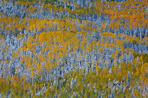 Framed Uncompahgre National Forest In Autumn Print