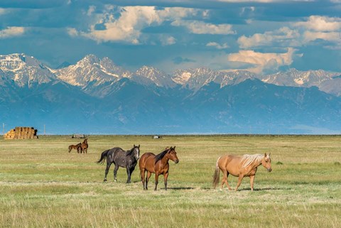 Framed Heard Of Horses In Hayfield, San Luis Valley Print