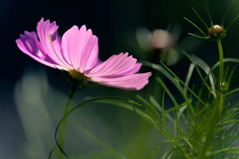 Framed Close-Up Of Cosmos Flower And Bud Print