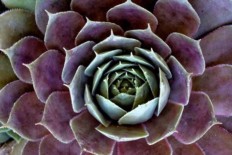 Framed Close-Up Of Hen And Chick Plant Print