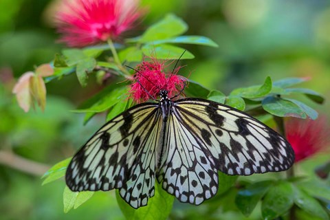 Framed Rice Paper Butterfly Print