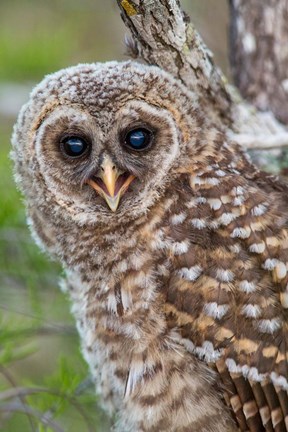 Framed Fledgling Barred Owl In Everglades National Park, Florida Print