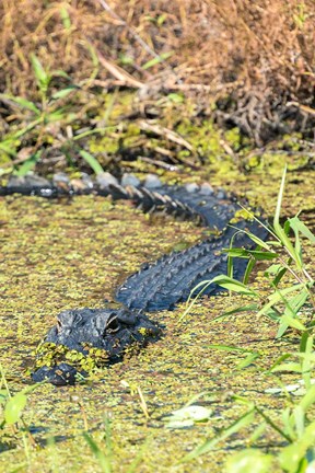 Framed Alligator In St John River Print