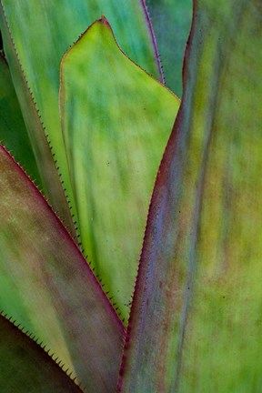 Framed Agave Detail, Florida Print