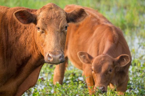 Framed Close-Up Of Red Angus Cow Print