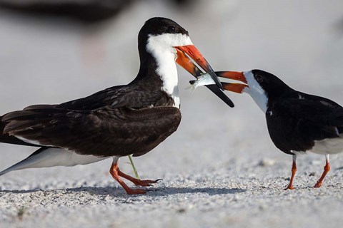 Framed Black Skimmer Fighting Over A Minnow Print