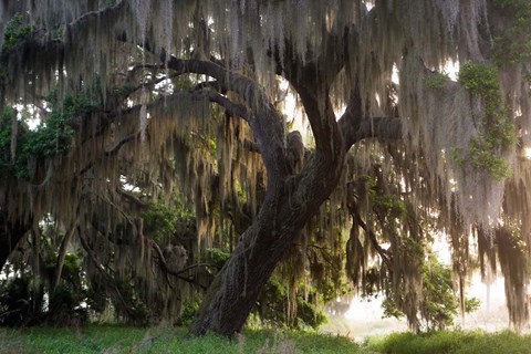 Framed Morning Light Illuminating The Moss Covered Oak Trees, Florida Print