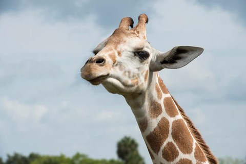 Framed Close-Up Of Giraffe Against A Cloudy Sky Print