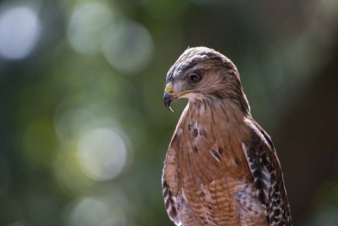 Framed Portrait Of A Perched Hawk Print