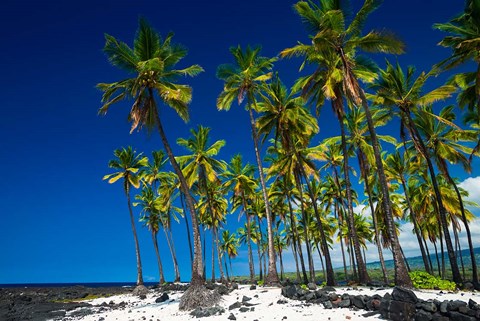 Framed Coconut Palms At Pu&#39;uhonua O Honaunau National Historic Park, Hawaii Print