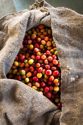 Framed Harvested Coffee Cherries In A Burlap Sack, Hawaii Print