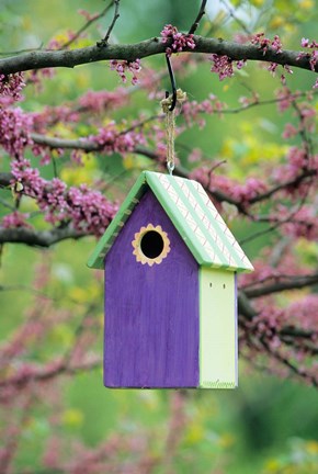 Framed Bird House In Eastern Redbud, Marion, IL Print