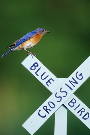 Framed Eastern Bluebird On Crossing Sign, Marion, IL Print