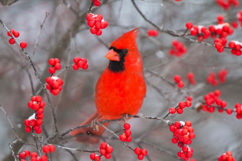 Framed Northern Cardinal In Common Winterberry Bush Print