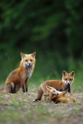 Framed Red Fox Adults With Kit Print