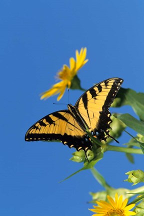 Framed Eastern Tiger Swallowtails On A Cup Plant Print