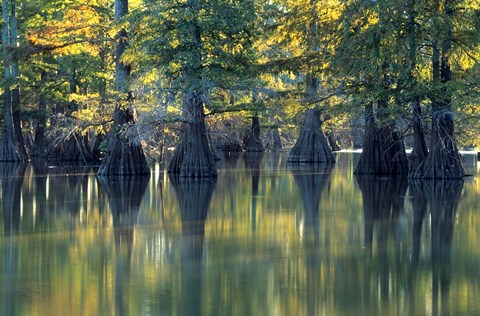 Framed Bald Cypress Trees At Horseshoe Lake State Park, Illinois Print