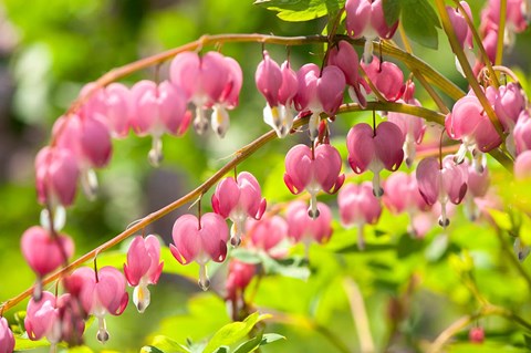 Framed Bleeding Heart, Arnold Arboretum, Boston Print