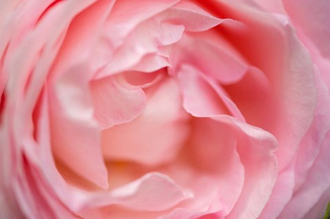 Framed Close-Up Of A Pink Pierre De Ronsard Rose Print